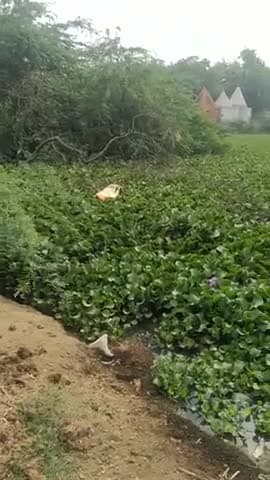 पलवल: फुलवाड़ी गांव में झोहड़ की दुर्दशा 5 साल से कोई सफाई नहीं घरों में घुस सकता है पानी#जगमग विकास