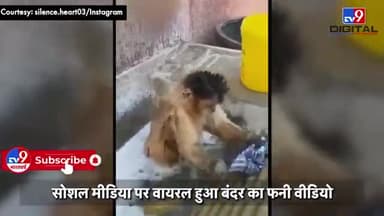 बन्दर को इंसानो की तरह कपड़े धोते देख लोग हुए हैरान
#TV9bhartbarsh
#monkey_news
इसी प्रकार की खबरों के लिए फॉलो करें
