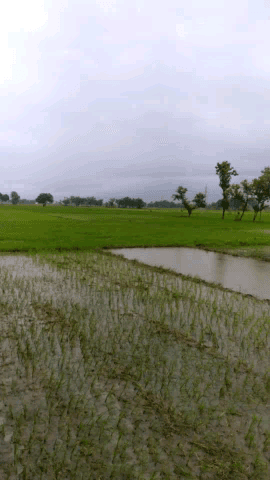महाराजगंज: #Rajan आज गर्मी से कुछ राहत मिली है आज मौसम मे कुछ बदलाव हुआ है