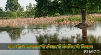 बंजरिया: बाढ से बर्बाद हुए #बंजरिया के किसान,धान,मूँग,मक्का के साथ गन्ना का फसल भी हुआ बर्बाद,बाढ के पानी और जलजमाव से है परेशान