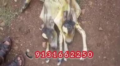 समनापुर ग्राम में गाय ने दिया अदभुत बछड़े को जन्म,मृत हालत में जन्मे बछड़े के थे 2 सिर,2 पूछें और 6 पैर
#करिश्मा कुदरत का