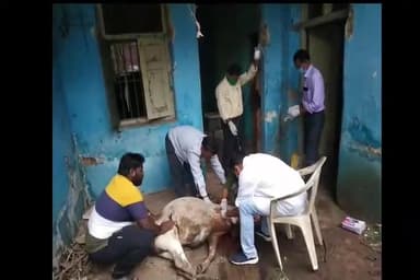दुर्घटनाग्रस्त हुए गौवंश का उपचार करते हुए स्वयंसेवक एवं चिकित्साकर्मी💐💐
#saveanimals
Uttam Sahu