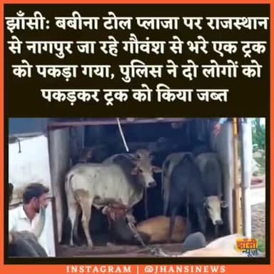 #झांसी: #बबीना थाना पुलिस को उस समय बड़ी सफलता मिली जब उसने राजस्थान से नागपुर जा रहे गौवंश से भरे एक ट्रक को पकड़ लिया।
