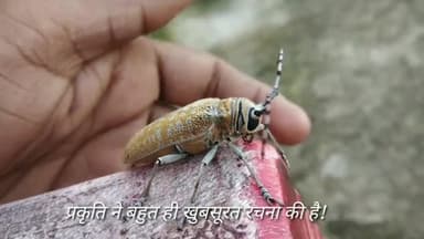 प्रकृति ने बहुत ही खुबसूरत रचना की है इन्हे कर रखना हर मानव का फर्ज बनता है #SaveLife #प्रकृति #विरासत  @national_news