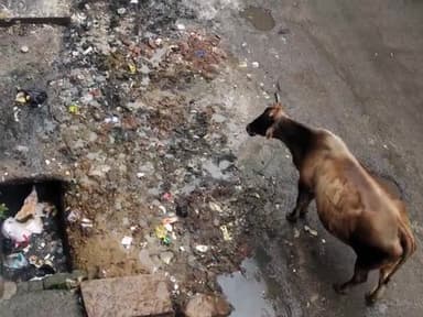 गया टाउन सीडी ब्लॉक: #kachra bahut badbu deta hai