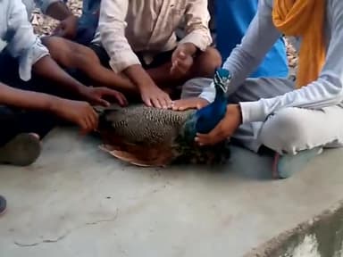 उच्चैन: nagla bija
railway line fatak k pas
current se ghayal mor #bharatput #forester