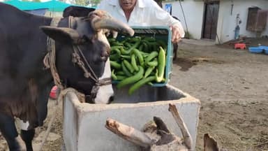 *किसान की सब्जियां इंदौर मंडी में बिकी नही वापिस लाकर किसान ने मवेशियों को खिलाया।*##kisaan_ki_awaaj #kisanekta