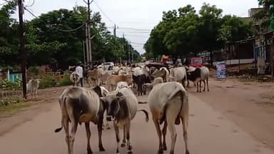 नौगांव: पूरे रोड को जाम किए हुए जानवर ,कोई भी बड़ा दुर्घटना हो सकता है#नौगांव जिला छतरपुर मध्य प्रदेश