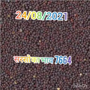 24/08/2021 सरसो भाव 7664
#mustard #sarso #सरसो
