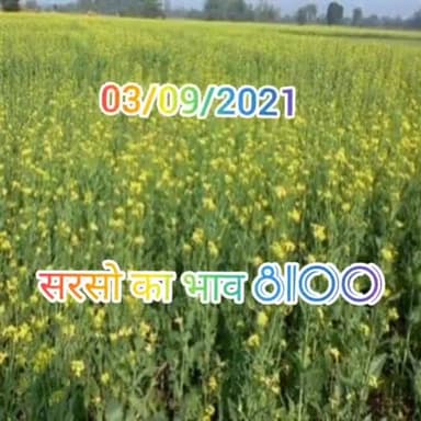 03/09/2021 सरसो का भाव 8100 #सरसो