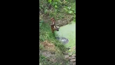 #चौरीचौरा: नदी का जलस्तर बढ़ने से नल देरहा है आपने आप पानी।