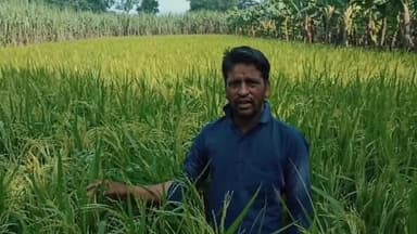 सवाना सीड्स की 110-115 दिन की अवधि में पककर तैयार हो जाती है यह धान ##वरदान##और किसान भी हो जाता है खुशहाल