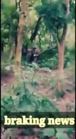 पीलीभीत: Mala Colony, Kanja Haraiya हाथी का तांडव लोगों की फसल बर्बाद #helpfarmer #supportfarmer #malacolony