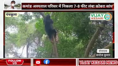 कमांड अस्पताल परिसर में निकला 7-8 फ़ीट लंबा कोबरा सांप ! कड़ी मसक्कत के बाद किया रेस्क्यू ! #nigamupadate