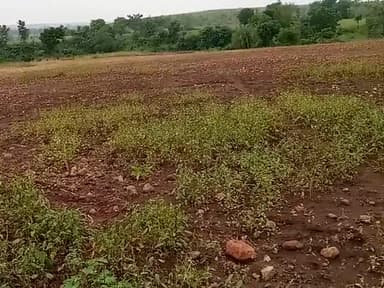 मनोहरथाना: #kishanlightproblams इस वर्ष किसानों की नाराजगी कहां से चुकाएंगे खाद बीज का रेट