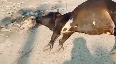 हाईटेंशन तार टूटकर गिरा जिसकी चपेट में आने से गाय की मौत। मामला संग्रामगढ़ बाजार का है।
#संग्रामगढ़