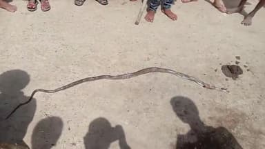 दरौली: #darauli#prakhand ke #done bujurg me ranjit Yadav ke ghar men#dhabin sap mara gya hai#