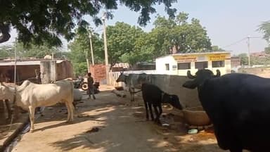 इटावा के ब्लाक #बसरेहर की ग्राम पंचायत आशानंदपुर के प्राथमिक पाठशाला के बाहर गंदगी का अंबार लोग सड़कों पर बांध रहे पशु