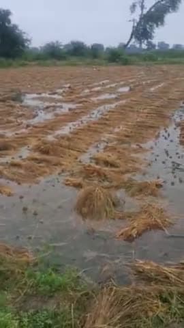 हाथरस: हाथरस के ग्राम शहजादपुर में बारिश से धान की फसल हुई बेकार किसानों ने मायूसी जताई
#शहजादपुर