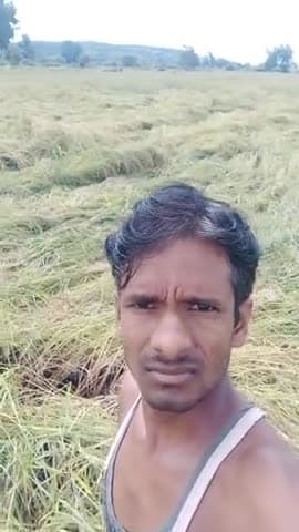 गोटेगांव: 16अक्टूबर2021 शनिवार की शाम को 7:00 बजे
धान की लहलहाती हुई फसल तेज ###आधी तूफान और झमाझम बारिश@@@ के कारण हुई हताहत