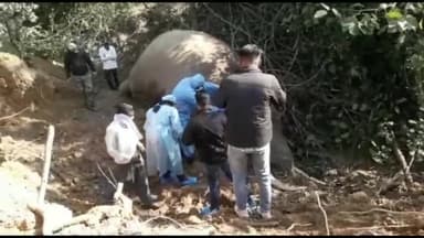 धामपुर: अमानगढ़ टाइगर रिजर्व में नर हाथी का शव मिलने से मच हड़कम्प।
#amangarh #tigerresrve #elephant #bijnor