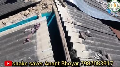 तोकापाल: आगे कुंआ पीछे खाई, विशालकाय,जहरीले नाग को कैसे बचाया #बस्तर #तोकापाल #जगदलपुर @deeptibajpai2099 @bastar1783