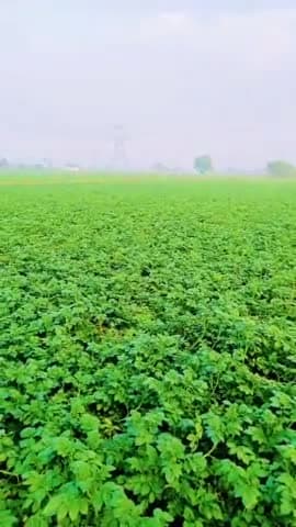 राघोपुर: #आलू की फसल रूस्तमपुर#lackdown#