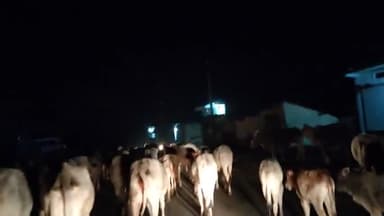 ब्यावरा: गोशाला बनी लेकिन गाय सड़क पर होना चाहिए या रोड पर अपना कमेंट जरुर शेयर करे।#@आवाज से अंजाम तक #बीपी गोस्वामी
