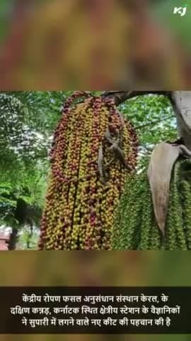 वैज्ञानिकों ने की सुपारी को नुकसान पहुंचाने वाले नए कीट की पहचान
#farming #farmers #agriculture #scientist