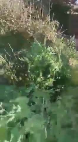 शेखपुर ग्राम मे बीजेपी + निषाद पार्टी के पिर्तियासि को गाँव मे मुर्दा बाद के नारे लगाय गए
#kalpi #bidhansabha