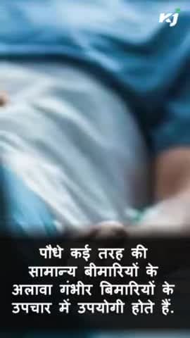 जानिए क्या है पथरी का रामबाण इलाज
#benefits #healthcare #health