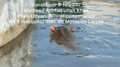 #Gorakhpur_zoo के #hippo के बाडे में #mosquitoes के #larva #बिमारी का #घर #गोरखपुर _ चिडियाघर #हिप्पो के बाडे के बगल में मछली घर जहां बच्चा लोग जाते है