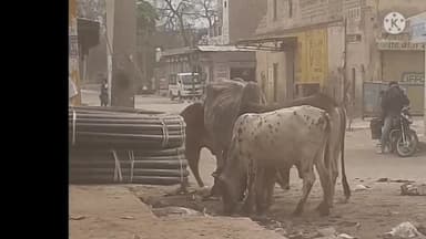 पदमपुर: रिडमलसर मण्डी में आवारा पशुओं का खोफ ,लोग परेशान #आवारापशु #रिडमलसर