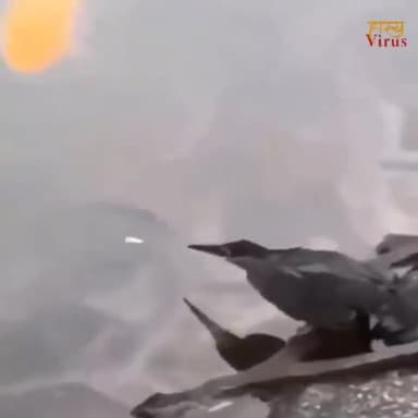 कटनी नगर: आखिर क्यों समुद्र में कंकर डाल रहा ये कौवा?
#crow #birds #raven #bird #art #crows #nature #birdsofinstagram #wildlife