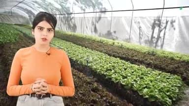जानिए कौन सी है अप्रैल में बोई जाने वाली सबसे उन्नत फसलें
#agriculturenews #agriculture #vegetables #farmers
