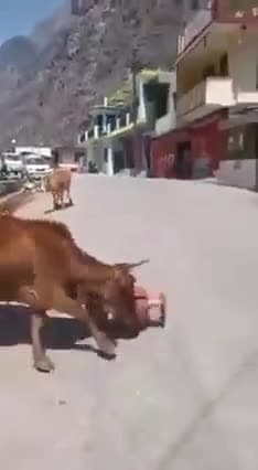 बढ़ते #रसोई_गैस के दामों से,
#गौ_माता भी भड़की!
अब तो आंख खोलो हिंदुवो