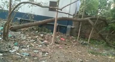 पुनपुन: बरवां पंचायत के कंसारी गाँव मे आंधी से नीम का पेड़ से हुई घटना को बताते हुए पत्रकार हेमंत राज । #कंसारी #Kansari