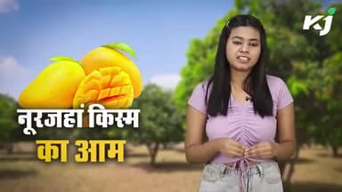 Mango :आखिर क्यों कहा जाता है नूरजहां को आमों की मल्लिका ?
#NoorJahanMango #MangoSeason #mangoes