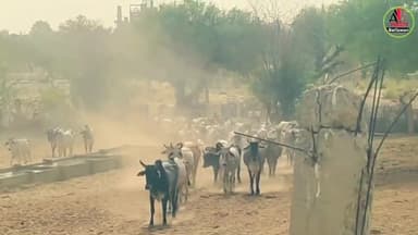 कैसे बनी खण्डवा की गौशाला आदर्श गौशाला? Part 1 #Churu #Rajasthan #shankarjangir