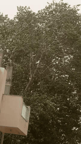 मुरैना नगर: मुरैना में आया भयंकर तूफान जिसे देख लोगो ने किए घरौ के दरवाजे बंद।
#सौरभ पाराशर
@abp_news