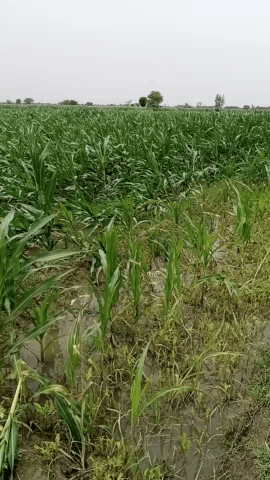 डिबाई: #####आधी और तूफान तथा वषाॆ से मकका का हुआ भारी नुकसान####