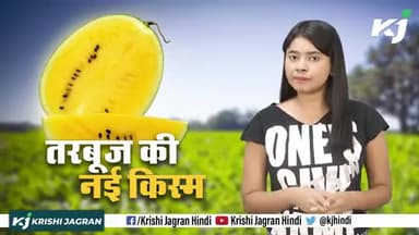 Yellow WaterMelon : पीले रंग का तरबूज बाजार में आते ही खरीदने का उत्साह दुगना हो गया है | #Benefits #yellowwatermelon