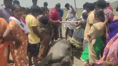 వత్సవాయి: వత్సవాయి గ్రామంలో 8 గేదెలు మృతికి విద్యుత్ శాఖ సిబ్బంది నిర్లక్ష్యమే కారణమని నిర్ధారించిన విజిలెన్స్ అధికారులు