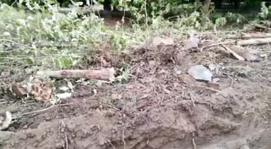 వత్సవాయి: దబ్బాకుపల్లిలోని రైతు పొలంలో టేకు చెట్లు, పొలం సరిహద్దు రాళ్లను ధ్వంసం చేసిన దుండగులు