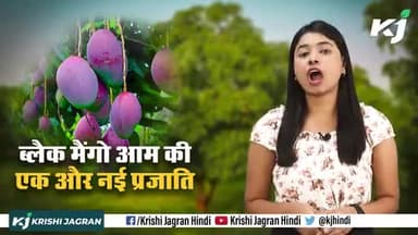 Black Mangoes 🥭🥭
#mangoes #farming #agriculture