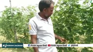करेले की खेती की संपूर्ण जानकारी ! 
#BottleGourdFarming #ProfitableBusiness #Karela #Kisan
