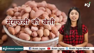 Peanut Farming : जानिए ! खरीफ और जायद में मूंगफली की खेती क्यों की जाती है।
#PeanutFarming #GroundnutCultivation #Khari