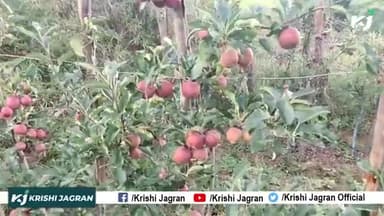 Apple Farming in India | सेब की खेती | Apple High Density Plant
#AppleFarming #HighDensityPlant #Intercropping