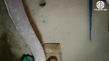 rat snake rescue
https://YouTube.com/c/wildlifesro/
#wildlifesro sro