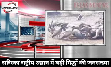 सरिस्का राष्ट्रीय उद्यान में बड़ी गिद्धो की जनसंख्या #jaipurs #nationalpark